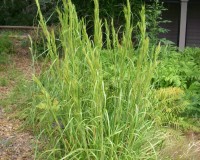 andropogon glomeratus ab.jpg